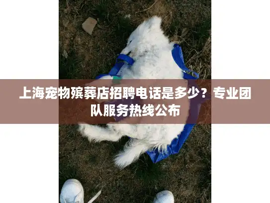 上海宠物殡葬店招聘电话是多少？专业团队服务热线公布