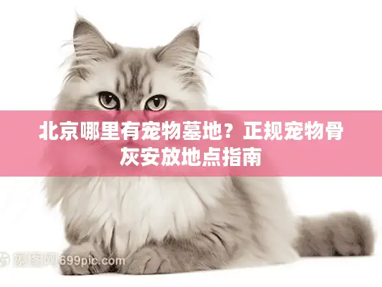 北京哪里有宠物墓地？正规宠物骨灰安放地点指南