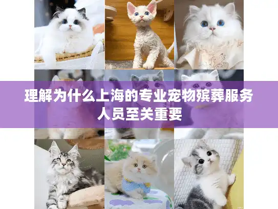 理解为什么上海的专业宠物殡葬服务人员至关重要