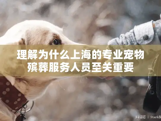 理解为什么上海的专业宠物殡葬服务人员至关重要