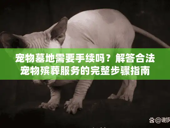 宠物墓地需要手续吗？解答合法宠物殡葬服务的完整步骤指南