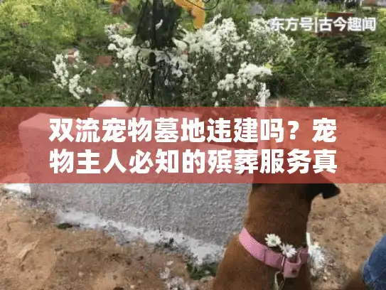 双流宠物墓地违建吗？宠物主人必知的殡葬服务真相