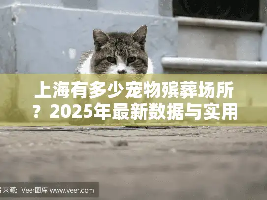 上海有多少宠物殡葬场所？2025年最新数据与实用指南全解析