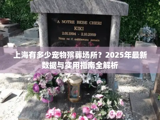 上海有多少宠物殡葬场所？2025年最新数据与实用指南全解析