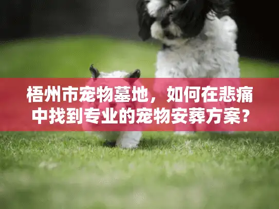 梧州市宠物墓地，如何在悲痛中找到专业的宠物安葬方案？