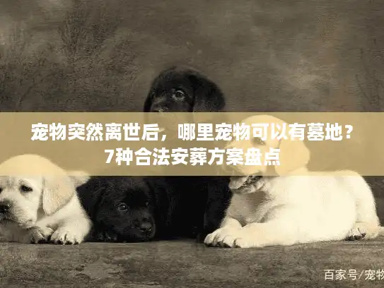 宠物突然离世后，哪里宠物可以有墓地？7种合法安葬方案盘点
