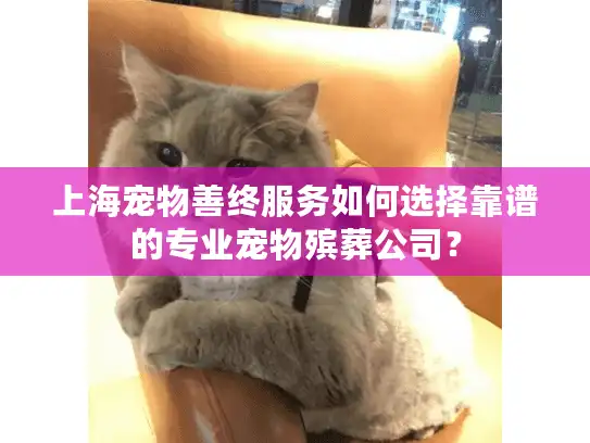 上海宠物善终服务如何选择靠谱的专业宠物殡葬公司？