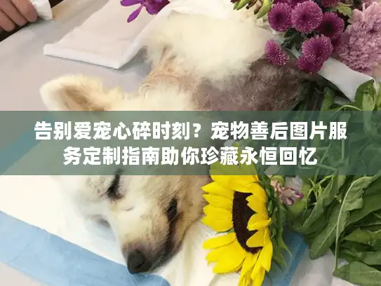 告别爱宠心碎时刻？宠物善后图片服务定制指南助你珍藏永恒回忆