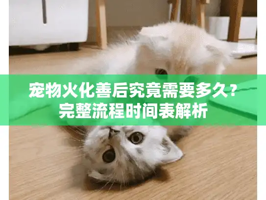宠物火化善后究竟需要多久？完整流程时间表解析