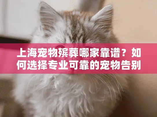 上海宠物殡葬哪家靠谱？如何选择专业可靠的宠物告别服务