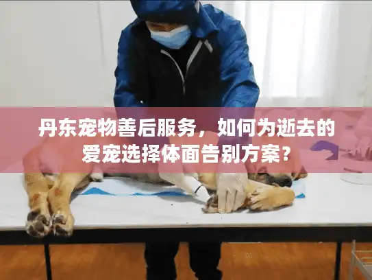 丹东宠物善后服务，如何为逝去的爱宠选择体面告别方案？