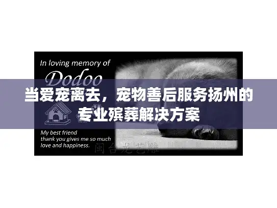 当爱宠离去，宠物善后服务扬州的专业殡葬解决方案