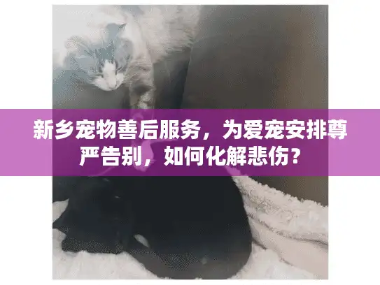 新乡宠物善后服务，为爱宠安排尊严告别，如何化解悲伤？