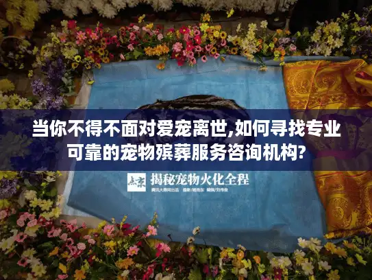 当你不得不面对爱宠离世,如何寻找专业可靠的宠物殡葬服务咨询机构?