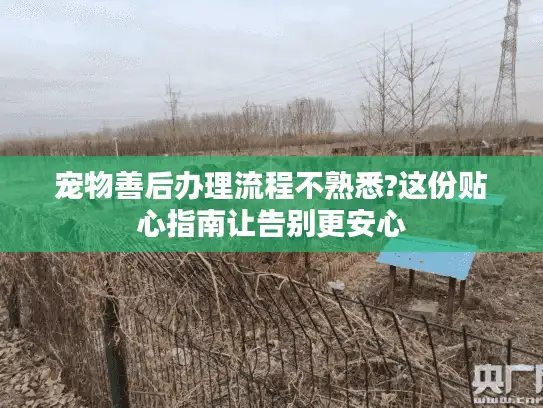 宠物善后办理流程不熟悉?这份贴心指南让告别更安心