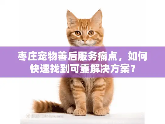 枣庄宠物善后服务痛点，如何快速找到可靠解决方案？