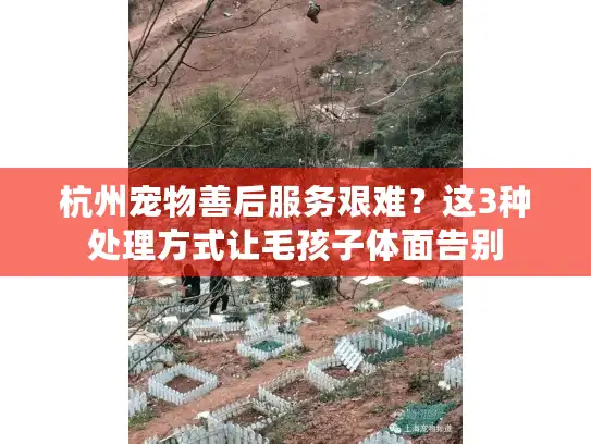 杭州宠物善后服务艰难？这3种处理方式让毛孩子体面告别