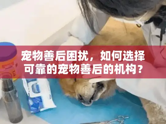 宠物善后困扰，如何选择可靠的宠物善后的机构？