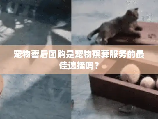 宠物善后团购是宠物殡葬服务的最佳选择吗？