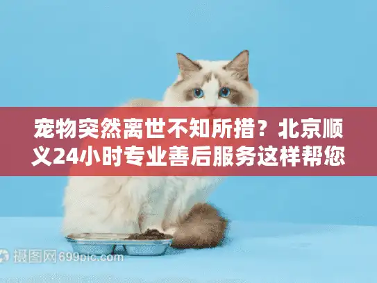 宠物突然离世不知所措？北京顺义24小时专业善后服务这样帮您