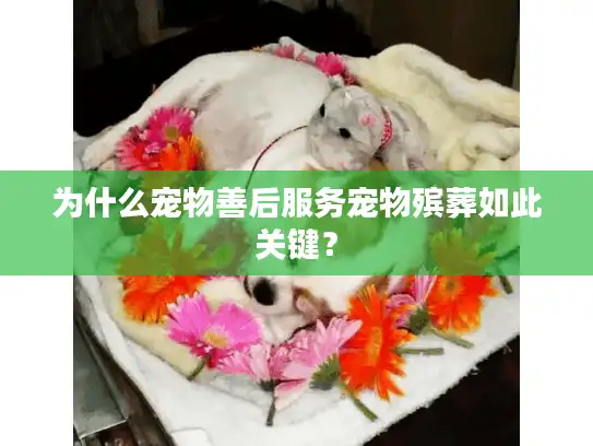 为什么宠物善后服务宠物殡葬如此关键？