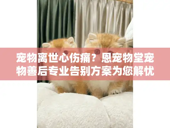 宠物离世心伤痛？恩宠物堂宠物善后专业告别方案为您解忧