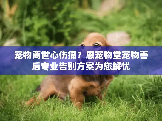 宠物离世心伤痛？恩宠物堂宠物善后专业告别方案为您解忧