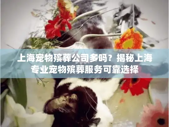 上海宠物殡葬公司多吗？揭秘上海专业宠物殡葬服务可靠选择