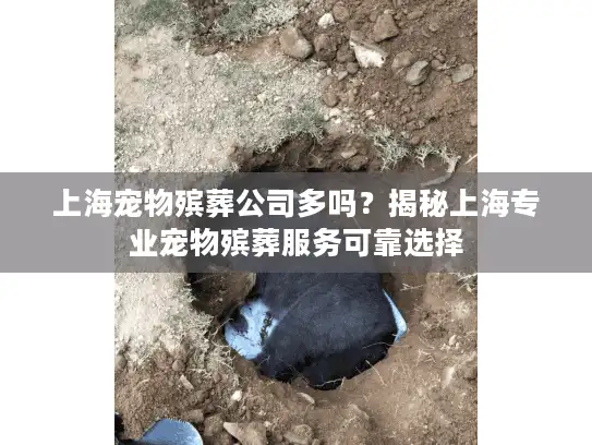 上海宠物殡葬公司多吗？揭秘上海专业宠物殡葬服务可靠选择