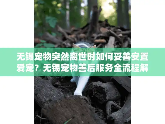 无锡宠物突然离世时如何妥善安置爱宠？无锡宠物善后服务全流程解析