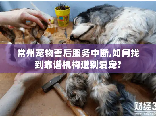 常州宠物善后服务中断,如何找到靠谱机构送别爱宠?