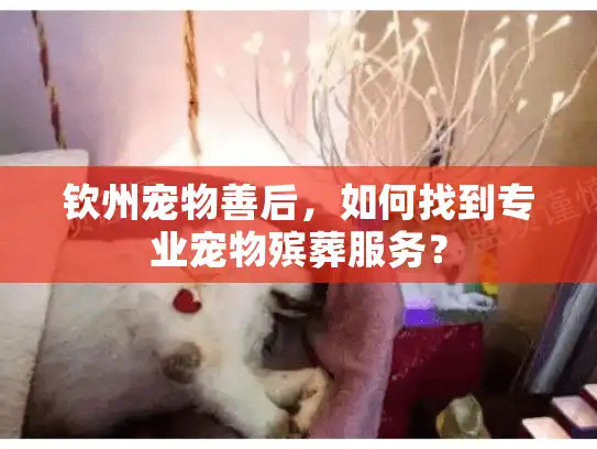 钦州宠物善后，如何找到专业宠物殡葬服务？