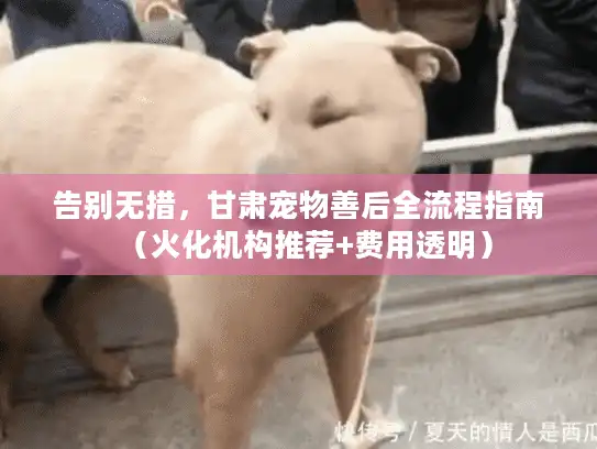 告别无措，甘肃宠物善后全流程指南（火化机构推荐+费用透明）