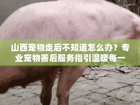 山西宠物走后不知道怎么办？专业宠物善后服务指引温暖每一步