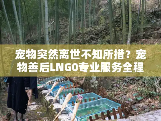 宠物突然离世不知所措？宠物善后LNG0专业服务全程守护