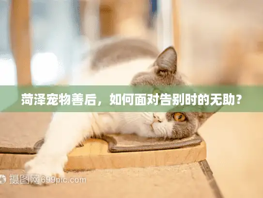菏泽宠物善后，如何面对告别时的无助？