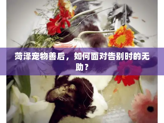 菏泽宠物善后，如何面对告别时的无助？