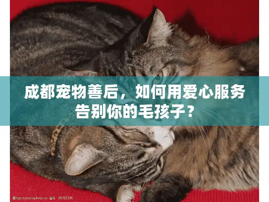 成都宠物善后，如何用爱心服务告别你的毛孩子？