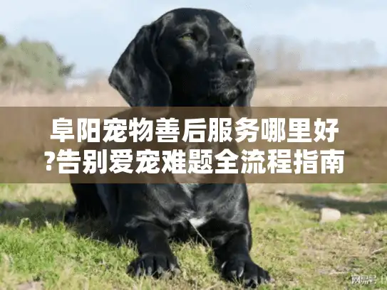 阜阳宠物善后服务哪里好?告别爱宠难题全流程指南及避坑要点
