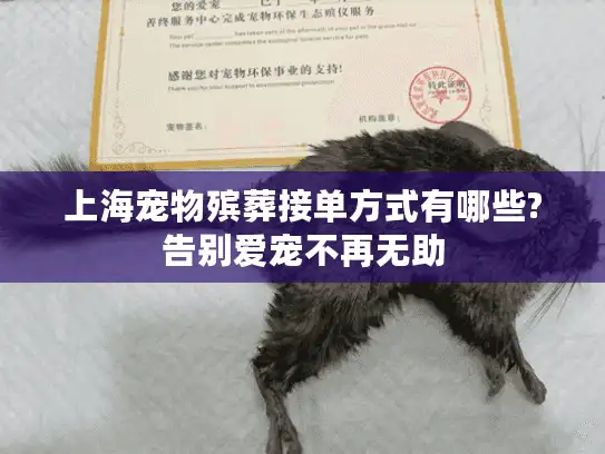 上海宠物殡葬接单方式有哪些?告别爱宠不再无助