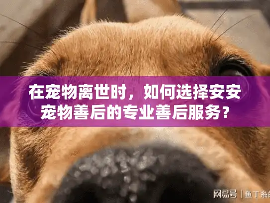 在宠物离世时，如何选择安安宠物善后的专业善后服务？
