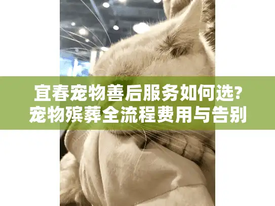 宜春宠物善后服务如何选?宠物殡葬全流程费用与告别指南