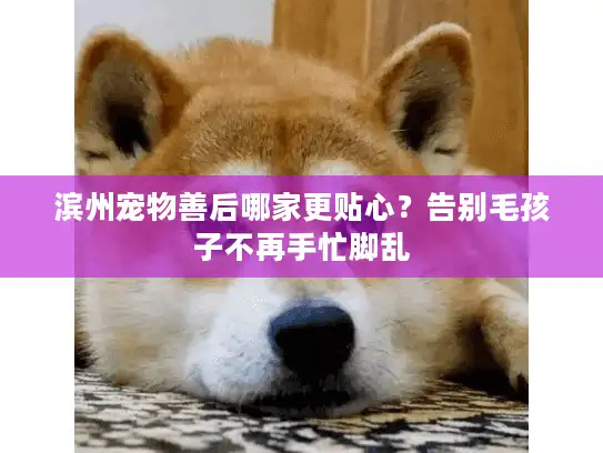 滨州宠物善后哪家更贴心？告别毛孩子不再手忙脚乱