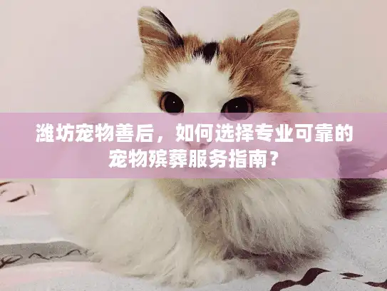 潍坊宠物善后，如何选择专业可靠的宠物殡葬服务指南？