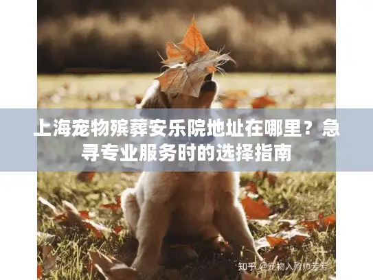 上海宠物殡葬安乐院地址在哪里？急寻专业服务时的选择指南