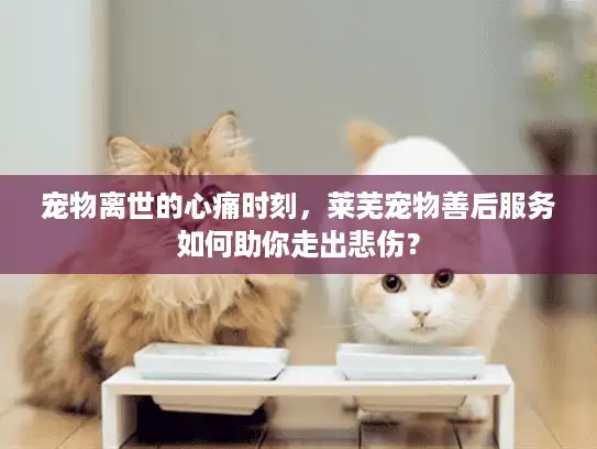 宠物离世的心痛时刻，莱芜宠物善后服务如何助你走出悲伤？