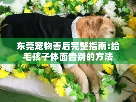东莞宠物善后完整指南:给毛孩子体面告别的方法