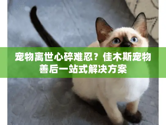 宠物离世心碎难忍？佳木斯宠物善后一站式解决方案