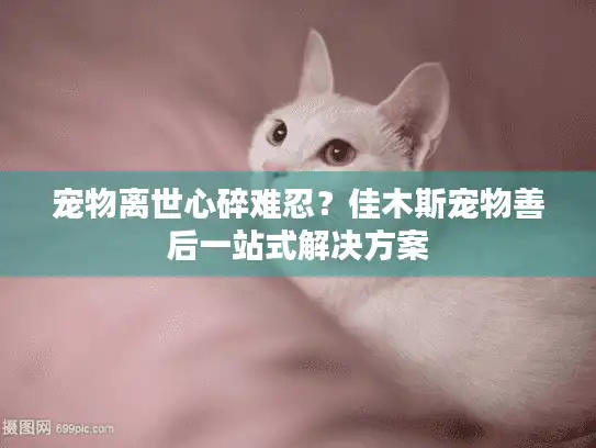 宠物离世心碎难忍？佳木斯宠物善后一站式解决方案