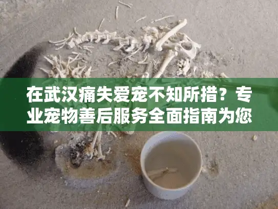 在武汉痛失爱宠不知所措？专业宠物善后服务全面指南为您护航